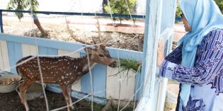 Usir Kejenuhan dan Kebosanan Belajar, SMAN 2 Brebes Buat Kebun Binatang