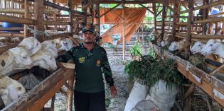 Wito, Anggota Banser NU yang Sukses dengan Ternak Kambingnya