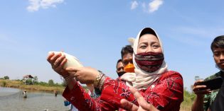 Budidaya Ikan Koi di Tambak Datangngkan Hoki Milyaran Rupiah