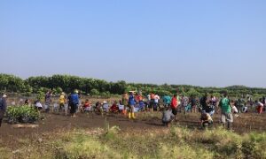 Cegah Abras, 3.700 Mangrove Ditanam di Randusanga Kulon