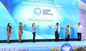 Peternakan Sapi Perah Terbesar Dibangun di Desa Karangbale Larangan